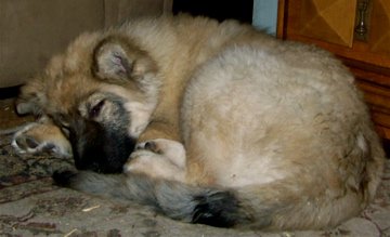 Lacey sleeping in a ball.jpg