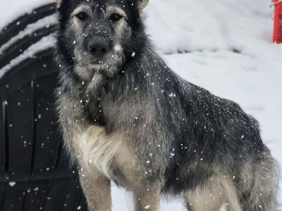 Lady Aberlin Nova.jpg