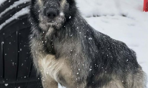 Lady Aberlin Nova.jpg