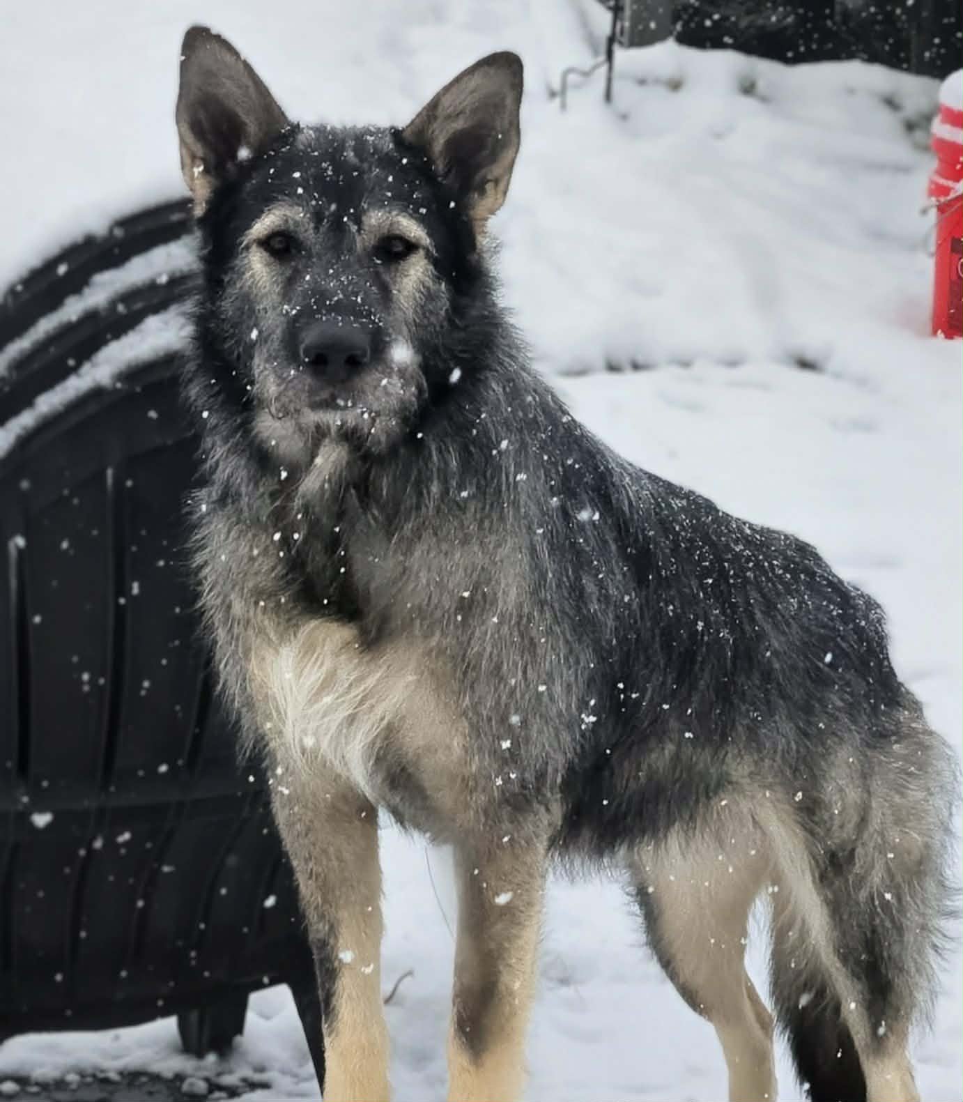 Lady Aberlin Nova.jpg