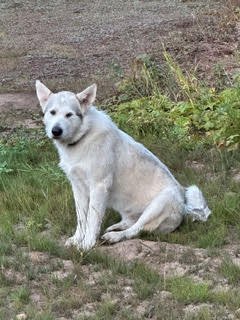 Leeve enjoying the outdoors.jpg