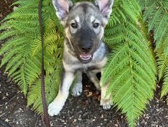 Lori Beth - Phoebe - 12 weeks old - peeking out of bushes