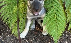 Lori Beth - Phoebe - 12 weeks old - peeking out of bushes