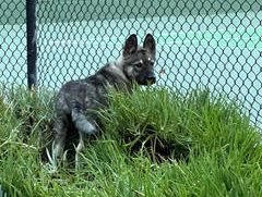 Lori Beth - 12 weeks old.jpg