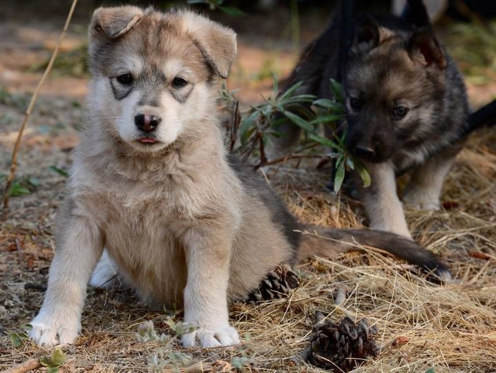 Lovie and Maryann at 8 weeks.jpg