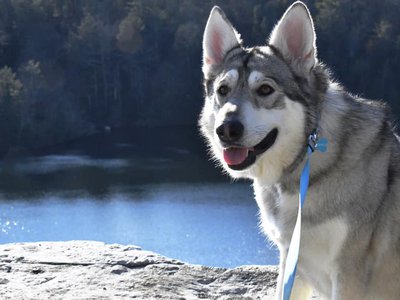 Lovie by the lake.jpg