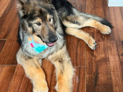 Maggie Mae (Autumn Lobo) 13 years.jpg