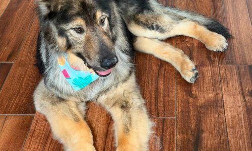 Maggie Mae (Autumn Lobo) 13 years.jpg