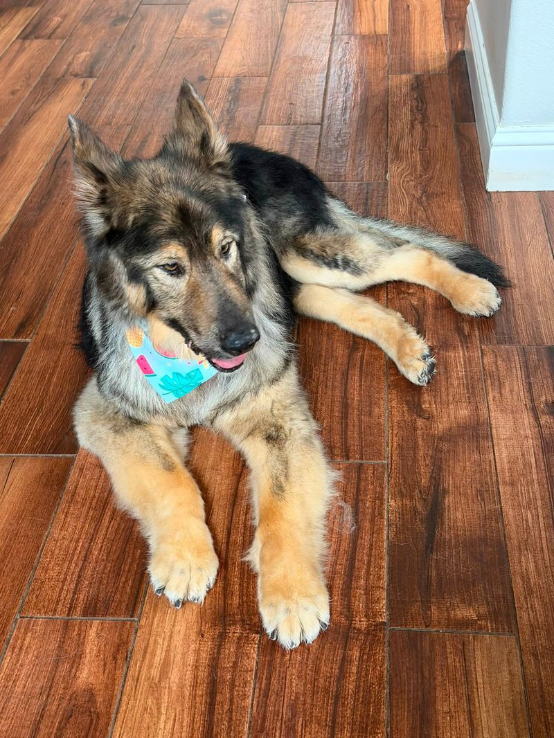 Maggie Mae (Autumn Lobo) july 20206.jpg