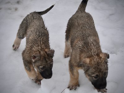 Mami Wata and Jengu in the snow.jpg