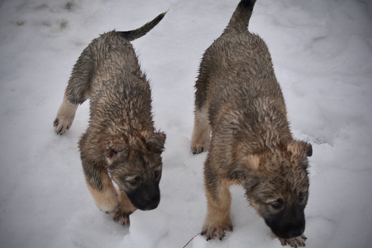 Mami Wata and Jengu in the snow.jpg