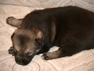 Margorie 2.5 weeks 2.jpg