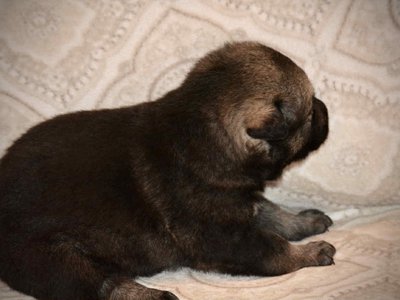 Margorie 2.5 weeks 3.jpg