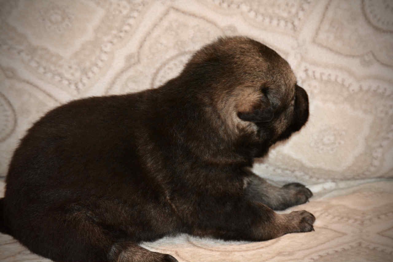 Margorie 2.5 weeks 3.jpg