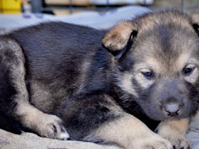 Margorie at 4 weeks.jpg