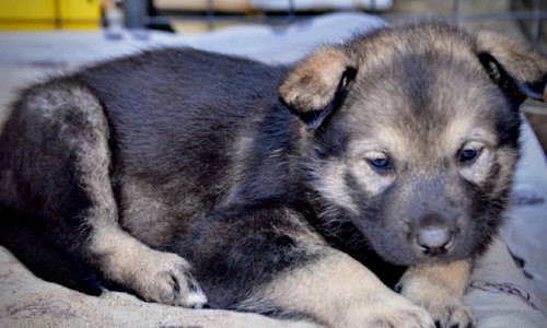 Margorie at 4 weeks.jpg