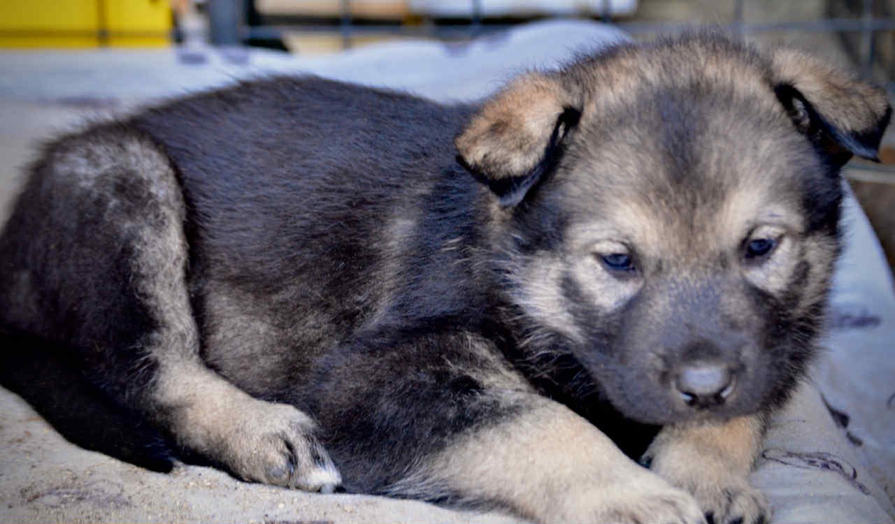 Margorie at 4 weeks.jpg