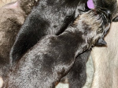 Margory - newborn.jpg
