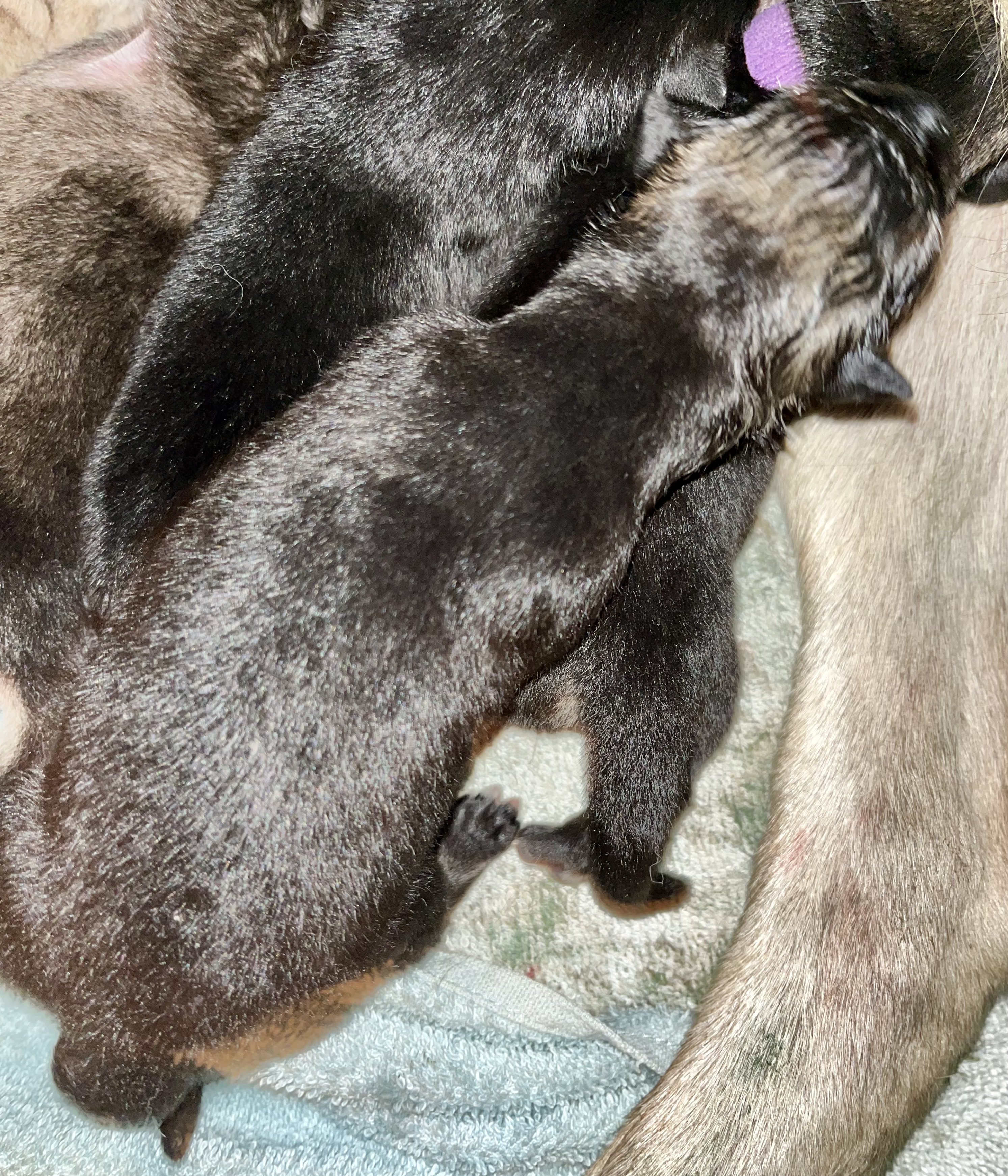 Margory - newborn.jpg