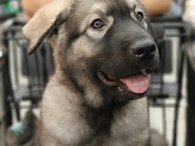 Mercury Minilla and camereo.jpeg