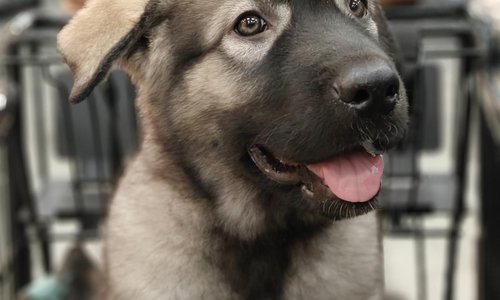 Mercury Minilla and camereo.jpeg