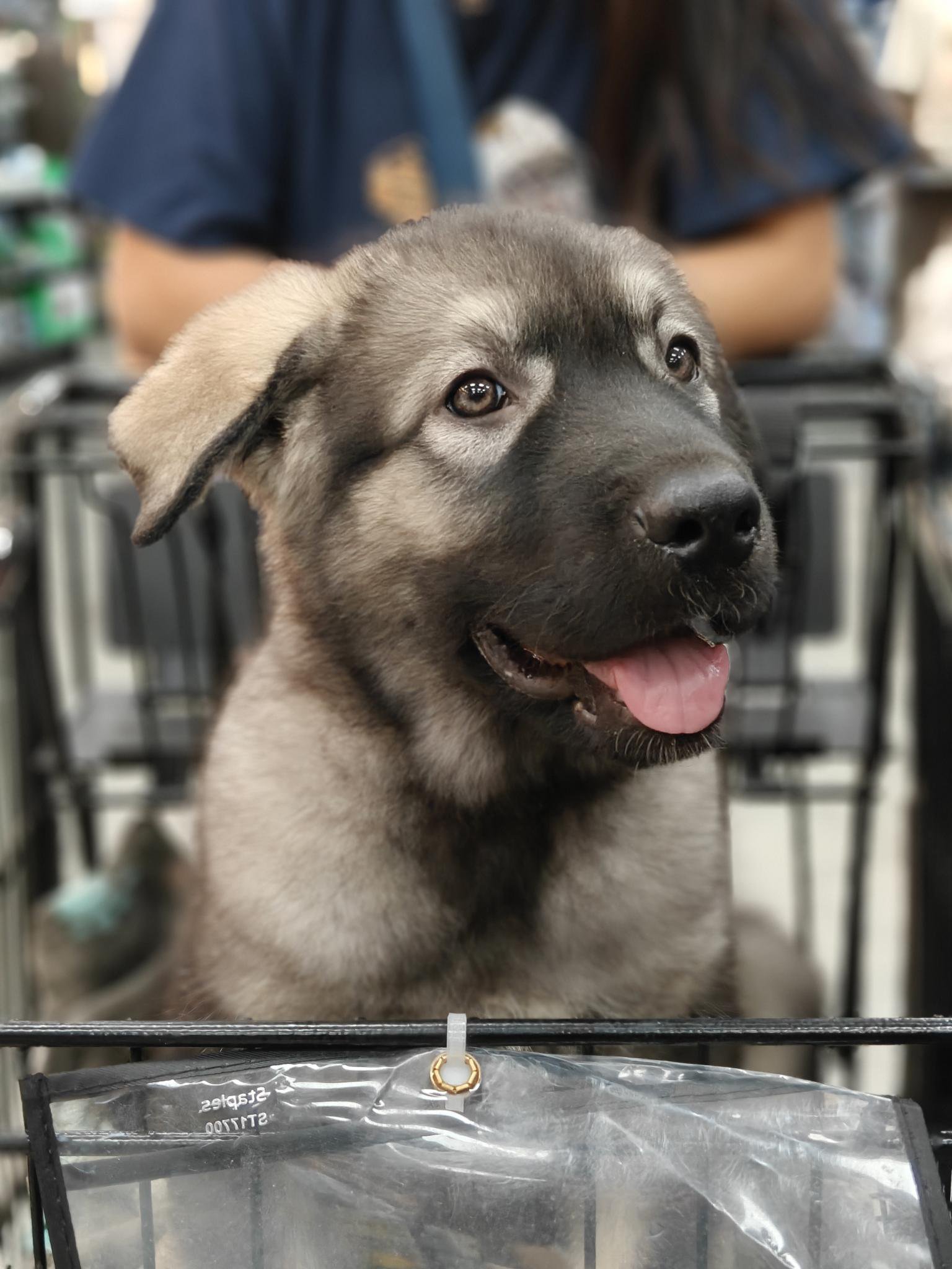 Mercury Minilla and camereo.jpeg