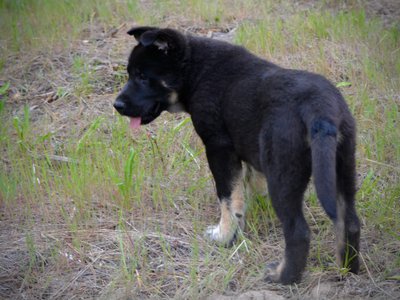 Meriwether pup4.jpg