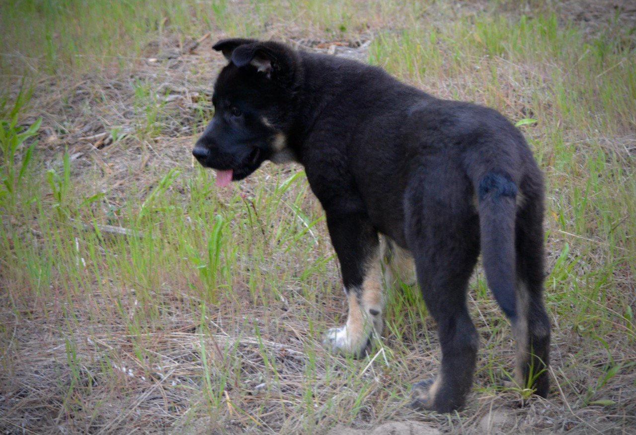 Meriwether pup4.jpg