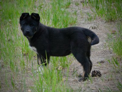 Meriwether pup5.jpg