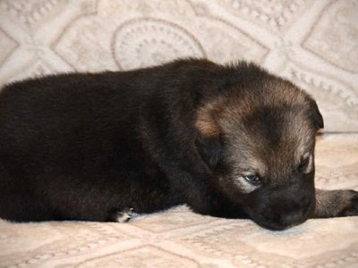 Merple 2.5 weeks 1.jpg