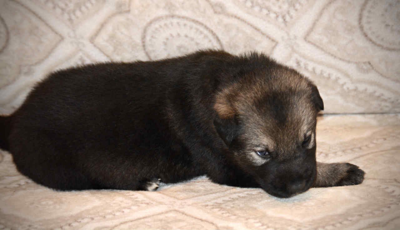 Merple 2.5 weeks 1.jpg