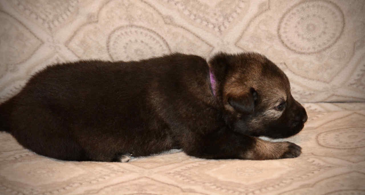 Merple 2.5 weeks 2.jpg