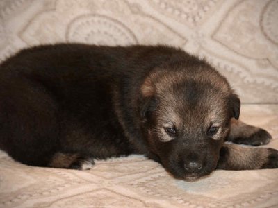 Merple 2.5 weeks 3.jpg