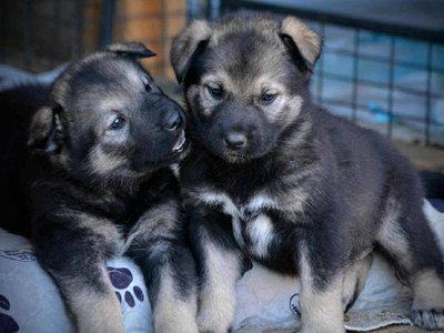 Merple and Marjorie 4 weeks.jpg