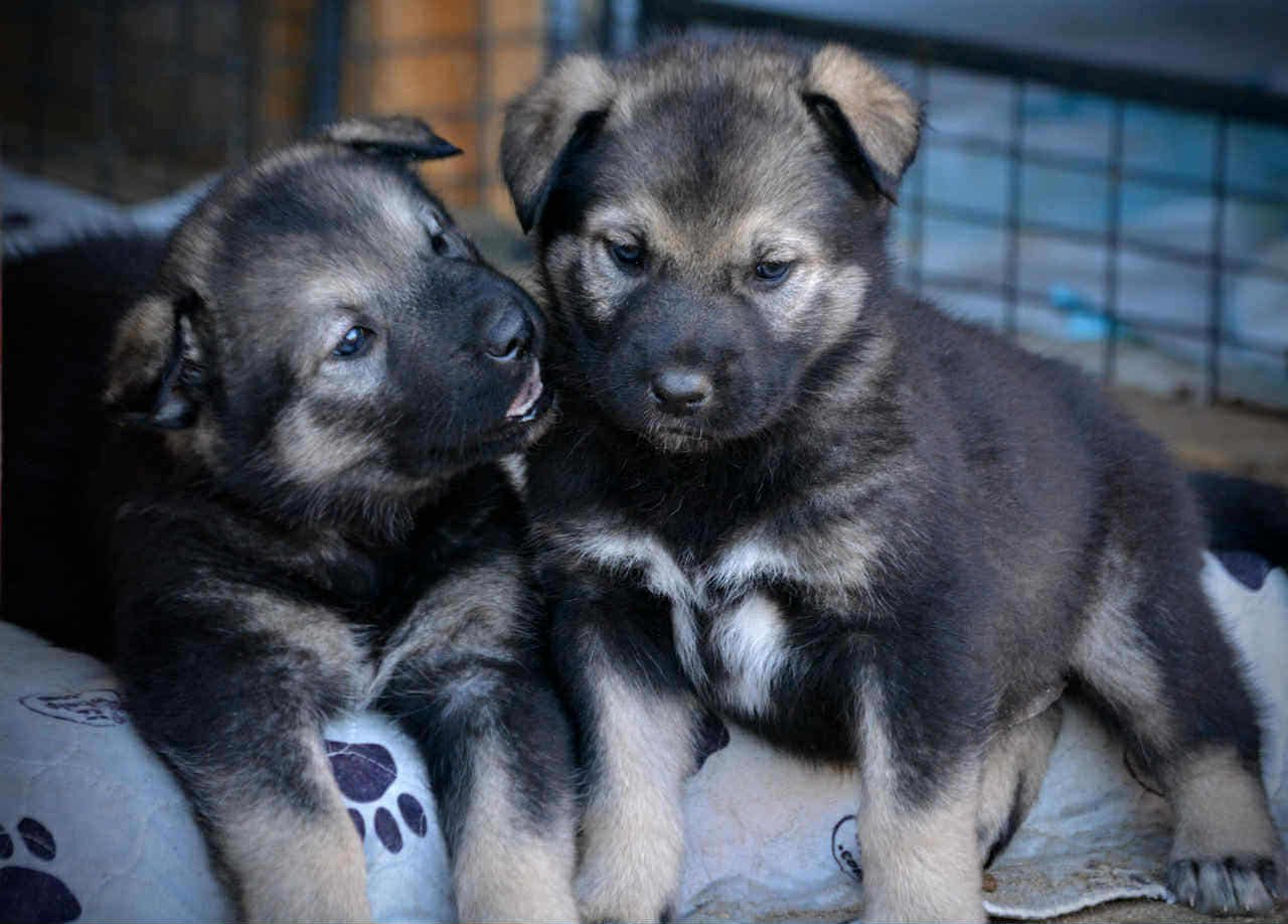 Merple and Marjorie 4 weeks.jpg