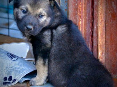 Merple at 4 weks.jpg