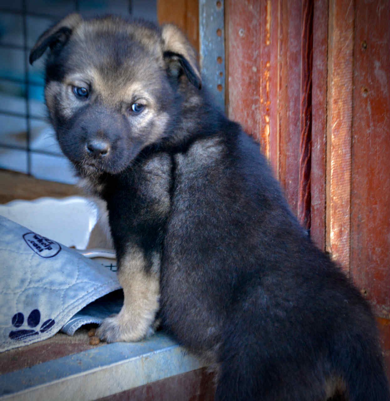 Merple at 4 weks.jpg