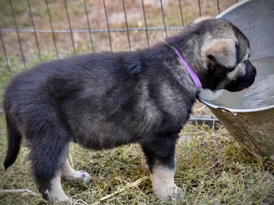 Merple at four weeks.jpg