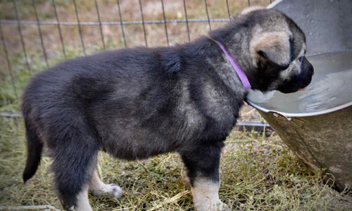 Merple at four weeks.jpg