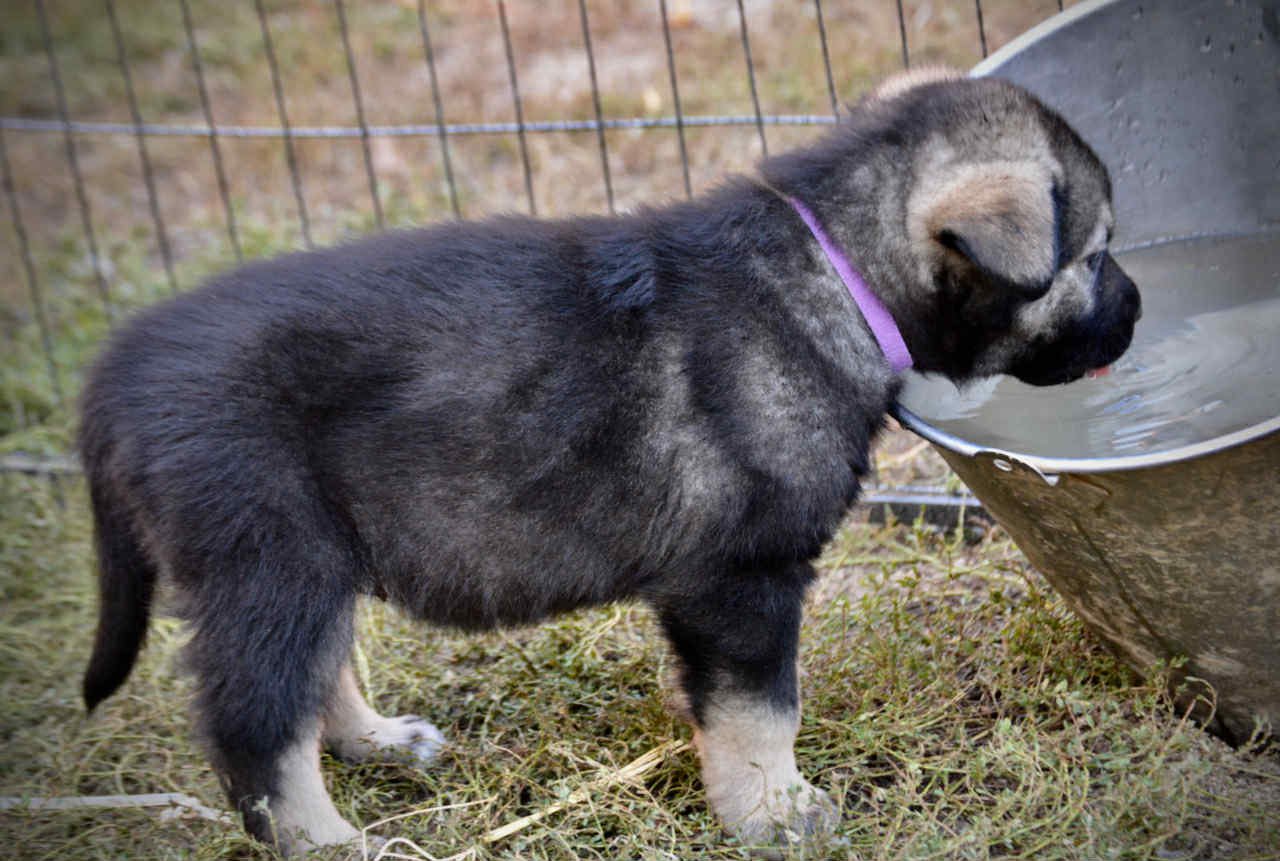 Merple at four weeks.jpg