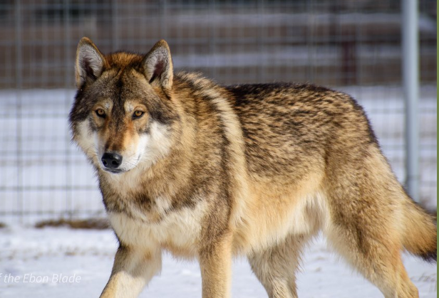 Mid contenct wolf dog.png