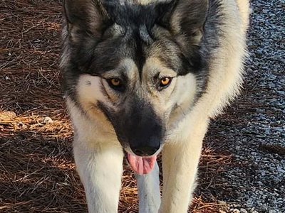 Mika (florin x tsar).jpg