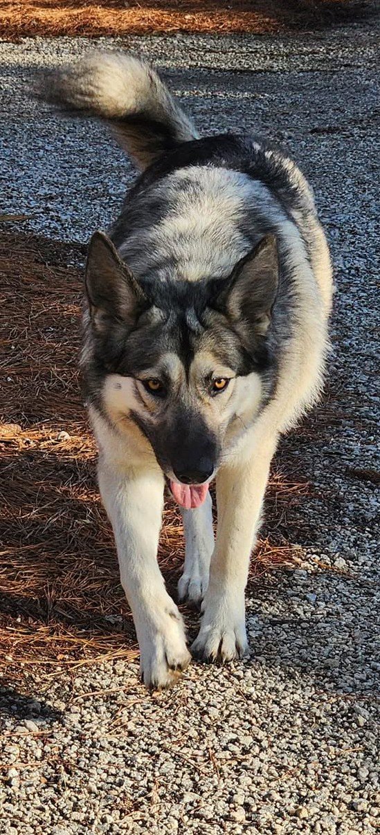 Mika (florin x tsar).jpg