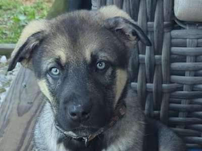 Moonbeaam (Archer) Big dog litter.jpg