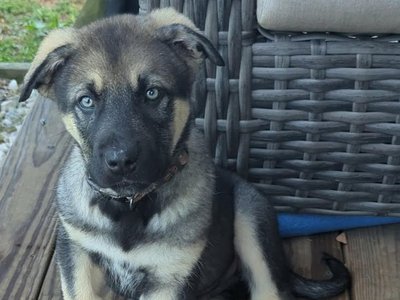 Moonbeaam (Archer) Big dog litter.jpg