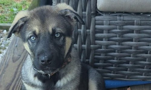 Moonbeaam (Archer) Big dog litter.jpg