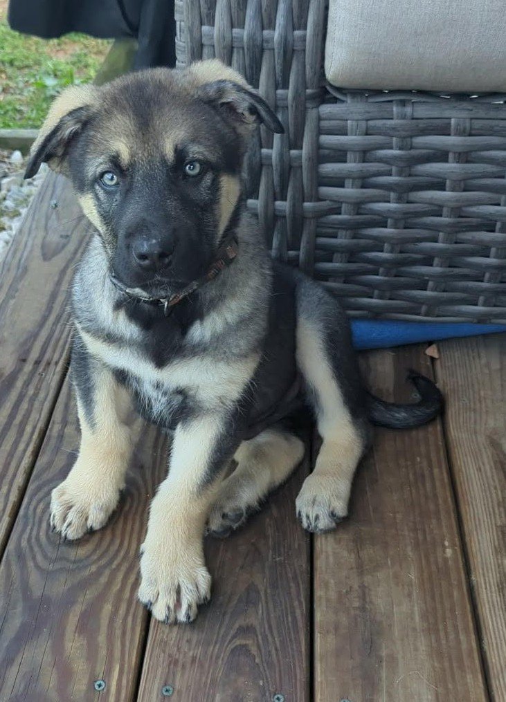 Moonbeaam (Archer) Big dog litter.jpg