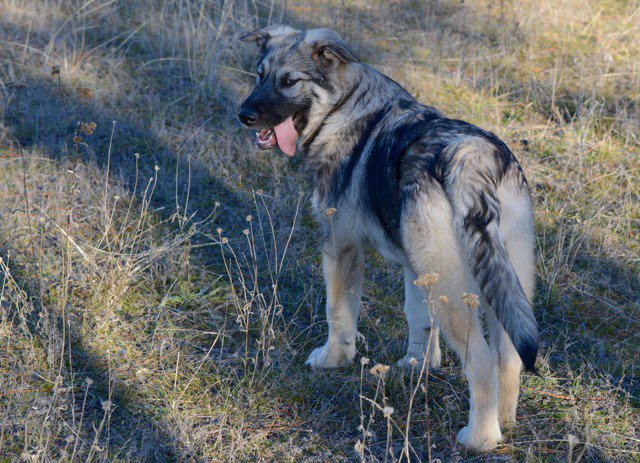 Moro (StanleyShennara) 4 months wolf cub.jpg