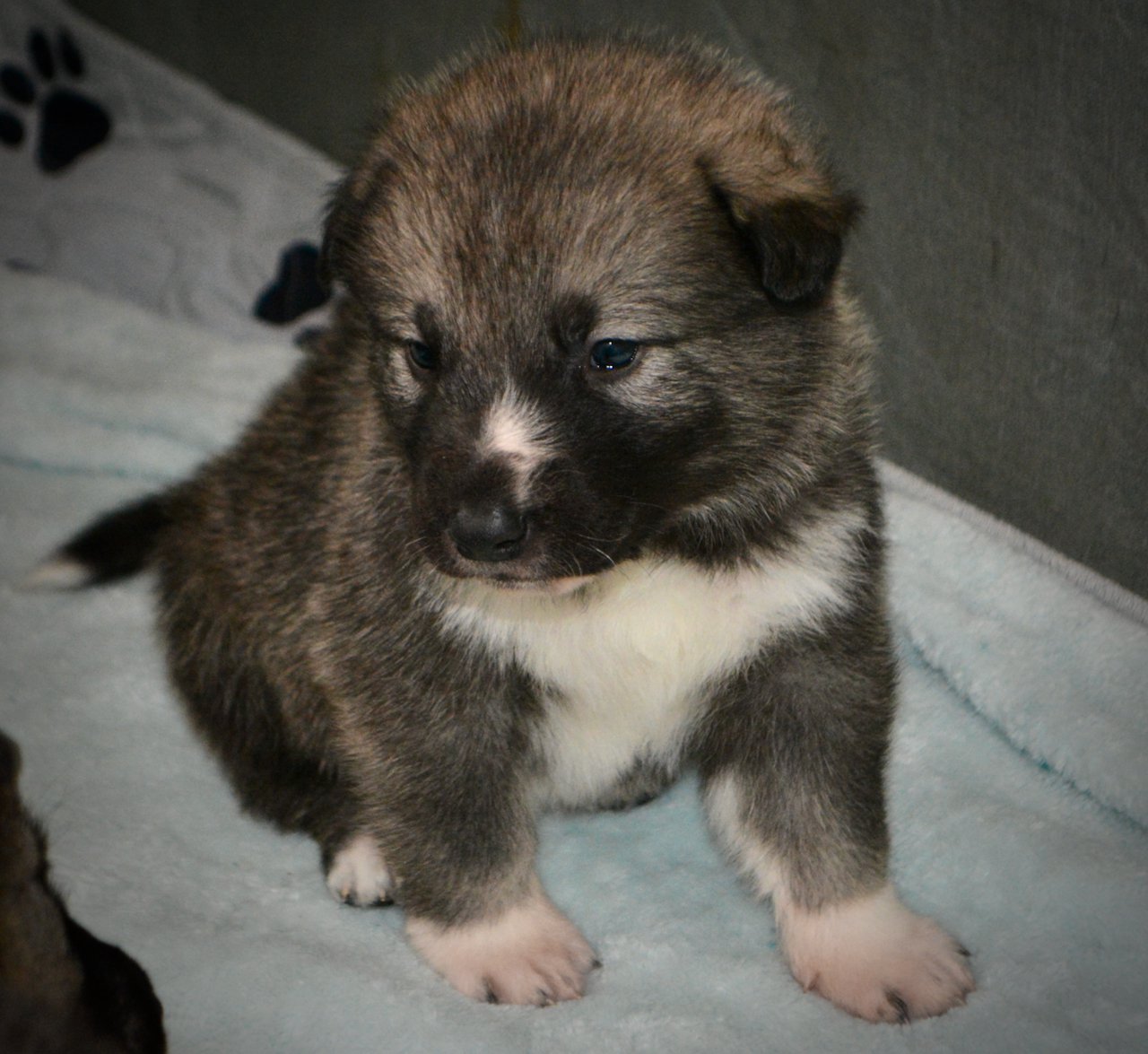 Mr Rogers - 4 weeks old