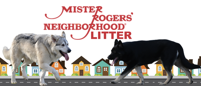 Mr Rogers Litter